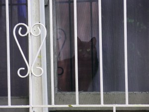 Black Cat with Green Eyes